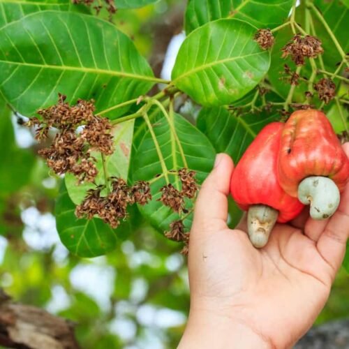 Our Organic Cashew Farms