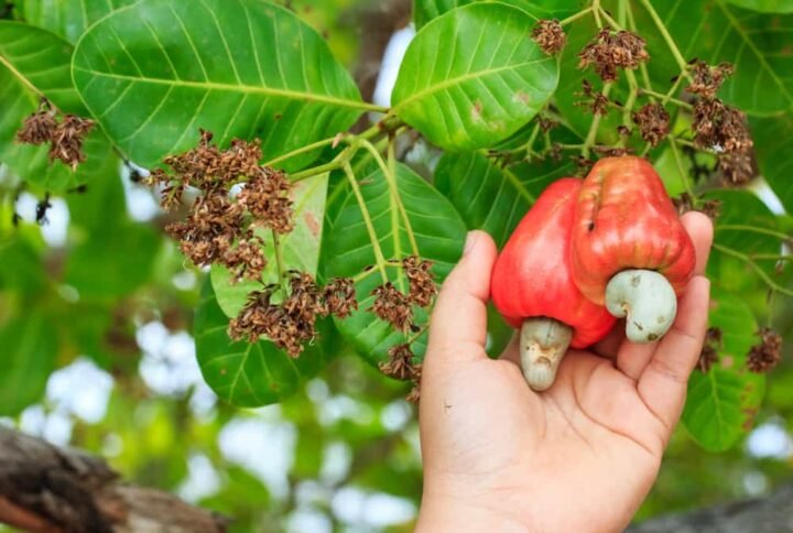 Our Organic Cashew Farms